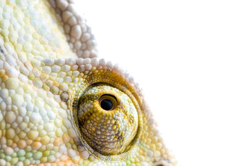Chameleon. Isolation on white