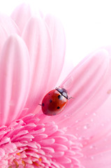 flower petal with ladybug.
