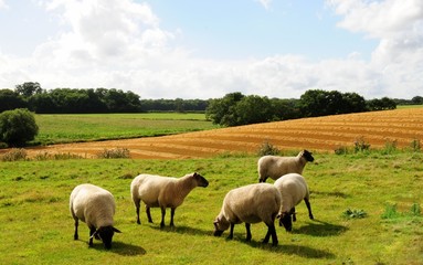 Fototapeta premium sheep grazing