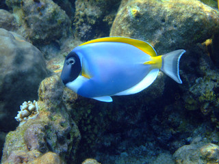 Dori