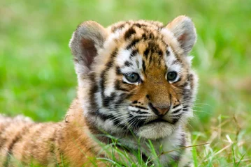 Papier Peint photo Lavable Tigre adorable petit tigre de Sibérie (Tiger Panthera tigris altaica)
