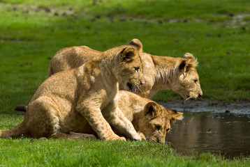 lion cubs going for a drink