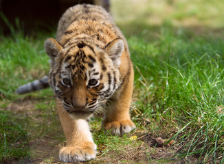 cute siberian tiger cub (Tiger Panthera tigris altaica)