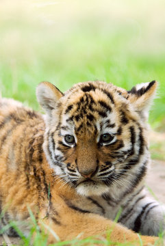 cute siberian tiger cub (Tiger Panthera tigris altaica)