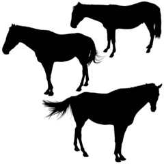 Horses Silhouettes 7 - detailed  illustrations