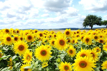 Fototapeta premium Sonnenblumenfeld