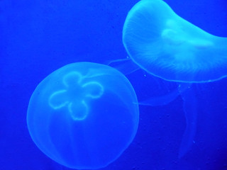 Deux méduses dans un aquarium éclairé en bleu