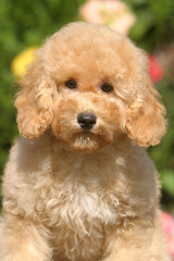 petit caniche orange pastel