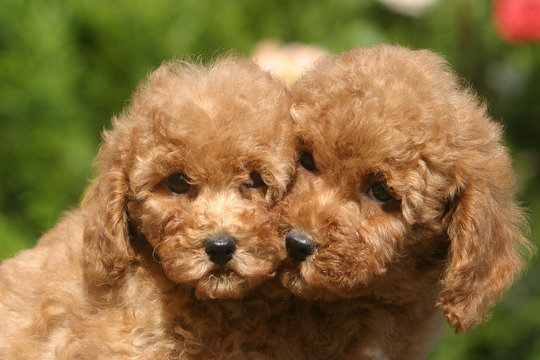 petits caniches bisous