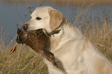 labrador chasse au canard