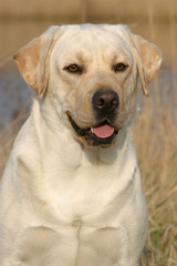 labrador adulte attentif