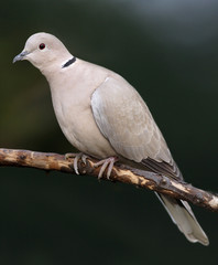 Collared Dove on a branch