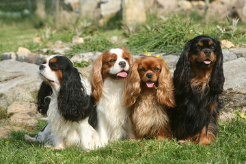 cavalier king charles en groupe