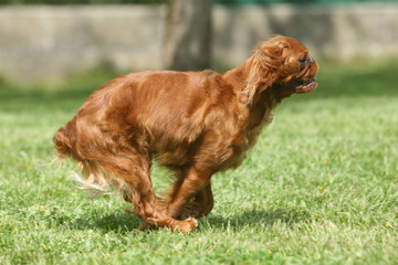 cavalier king charles dynamique