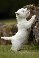 Chiot westie qui escalade un tronc d'arbre