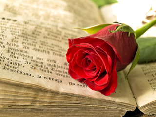 red rose at the old open book