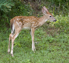 Naklejka na ściany i meble whitetail deer fawn in a grassy field in summer