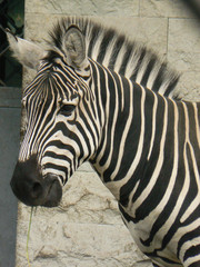 Zebra in roundup