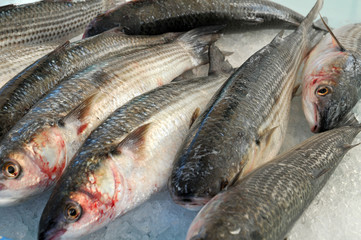 Poissons du marché
