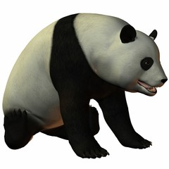 Toon Panda © Andreas Meyer
