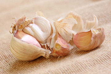 Fototapeta na wymiar garlic bulb, focus on main bulb part.