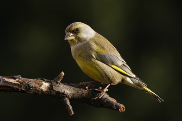 Greenfinch sitting on a branch