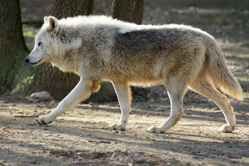 Fototapeta premium louve