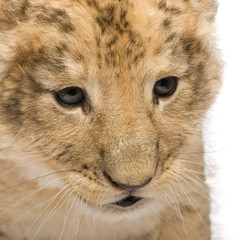 Lion Cub (6 weeks) in front of a white background
