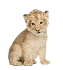 Fototapeta premium Lion Cub (6 weeks) in front of a white background