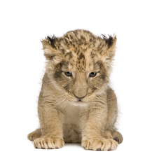 Lion Cub (6 weeks) in front of a white background