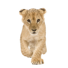 Lion Cub (4 months) in front of a white background