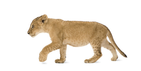 Lion Cub (4 months) in front of a white background