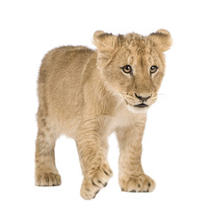Obraz na płótnie Canvas Lion Cub (4 miesiące) przed białym tle