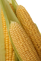 Ears of corn