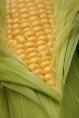 Fresh corn with the husk. Shallow DOF © Maos