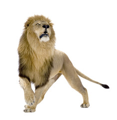 Obraz premium Lion (8 years) - Panthera leo in front of a white background