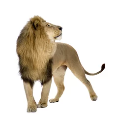 Papier Peint photo Lavable Lion Lion (8 ans) - Panthera leo devant un fond blanc