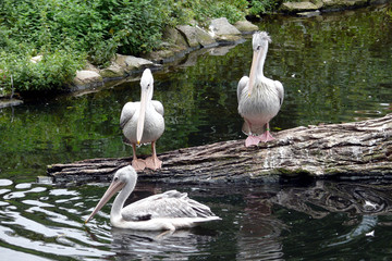 Pelikan Pelecanus