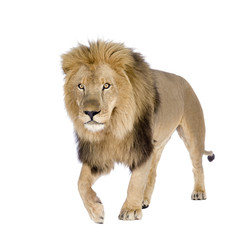 Fototapeta na wymiar Lew (8 lat) - Panthera leo