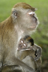 Baby macaque monkey with mother