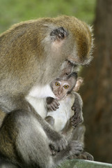 Female long tailed macaque breastfeeding