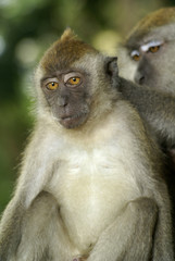 Long tailed macaques grooming and posing