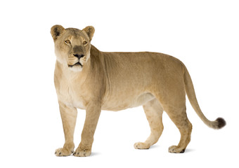 Obraz premium Lioness (8 years) in front of a white background