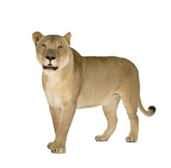 Lioness (8 years) in front of a white background