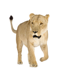 Lioness (8 years) in front of a white background