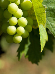Close up picture of wine grapes in France