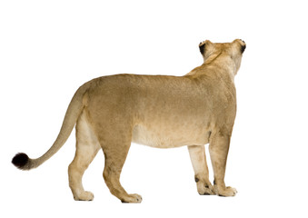 Naklejka premium Lioness (8 years) - Panthera leo in front of a white background