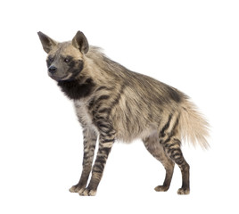 Striped Hyena in front of a white background