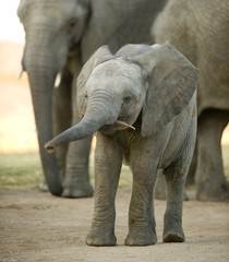 elephant calf and his mother