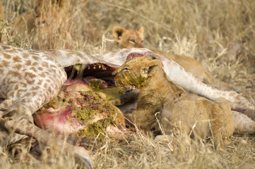 pride of lion eating a giraffe